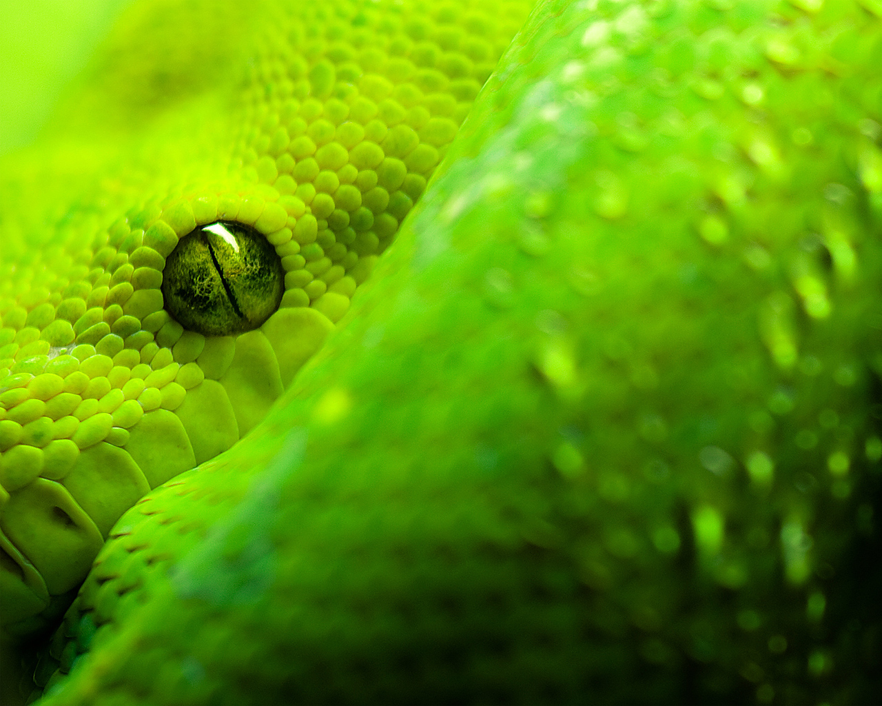 Змея Morelia Viridis