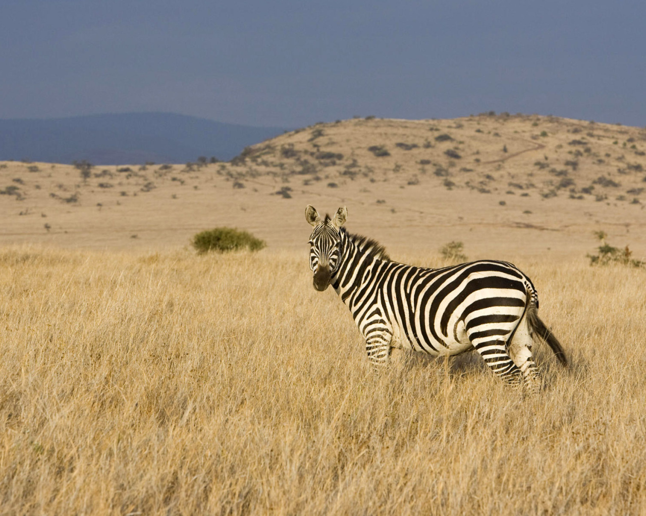 Африканская зебра