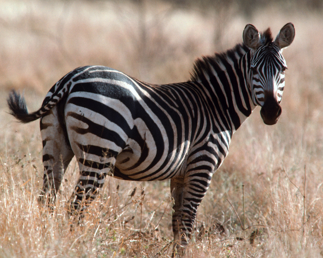 Африканская зебра