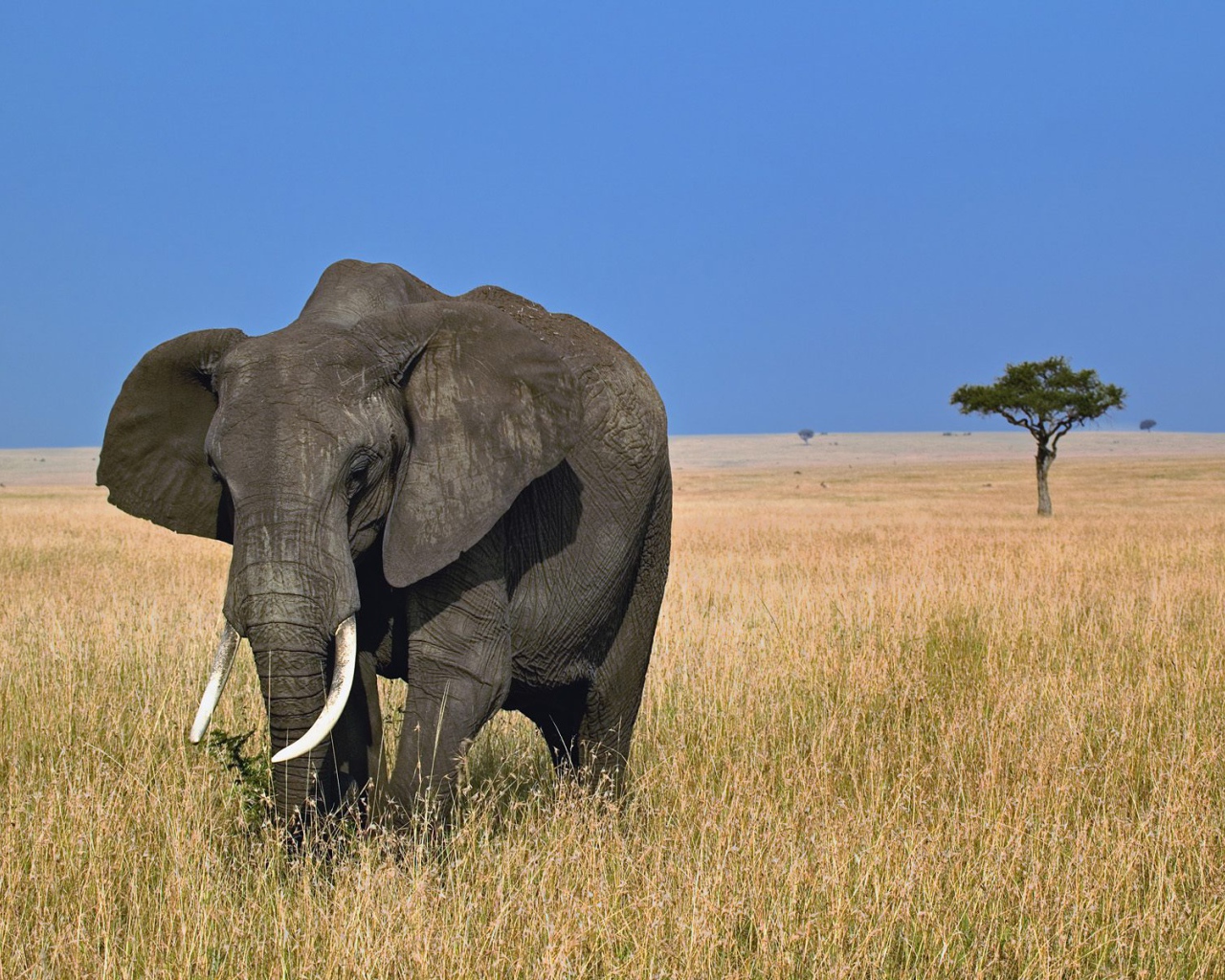 Африканский слон