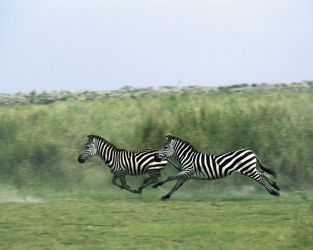 Полосатые зебры