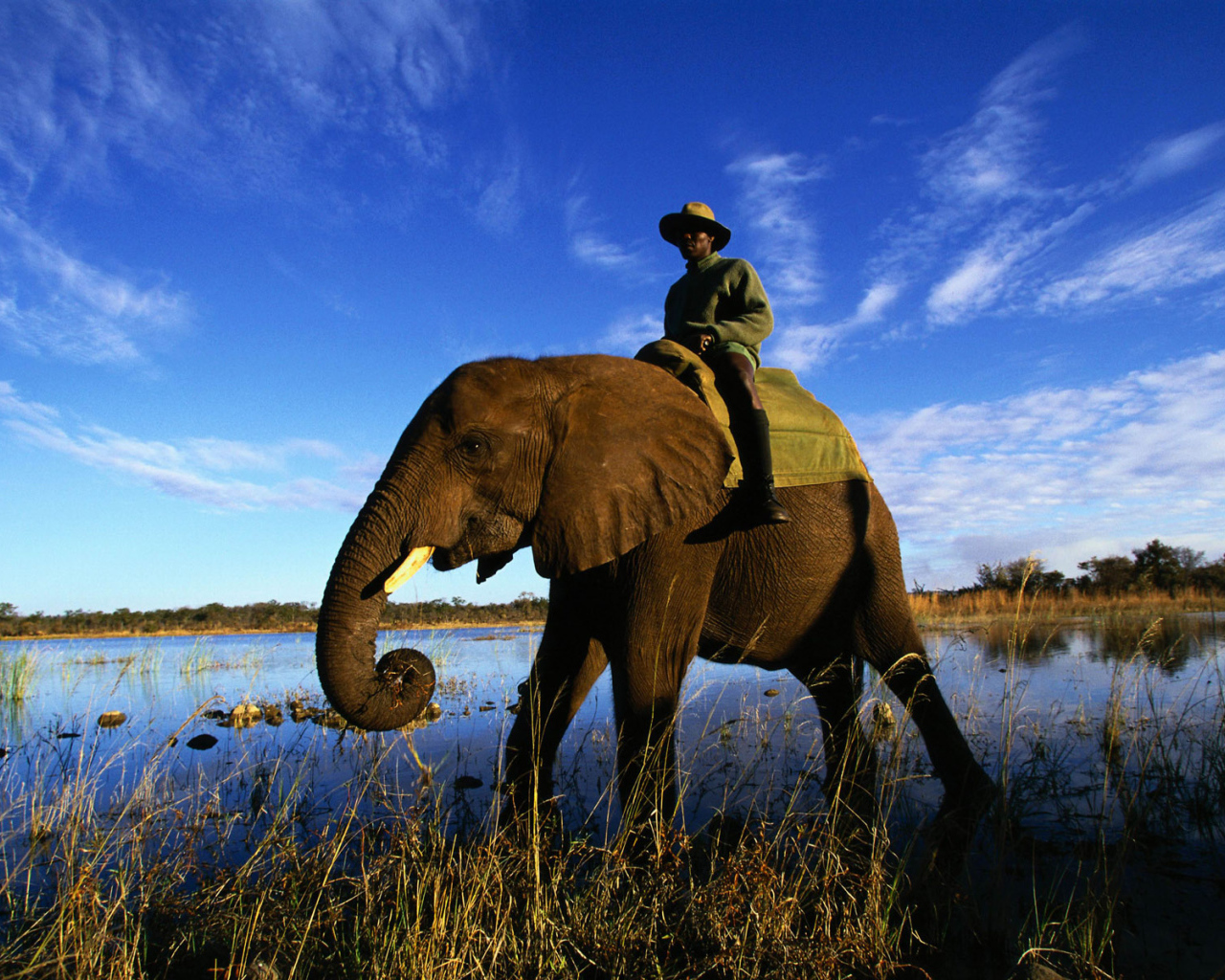 Африканский слон