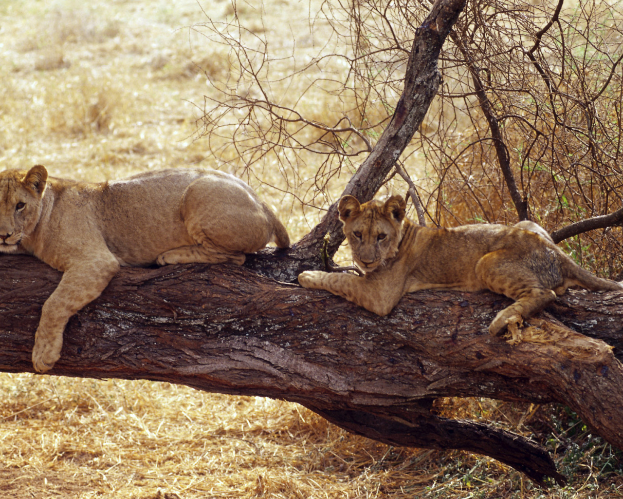 Африканские львицы