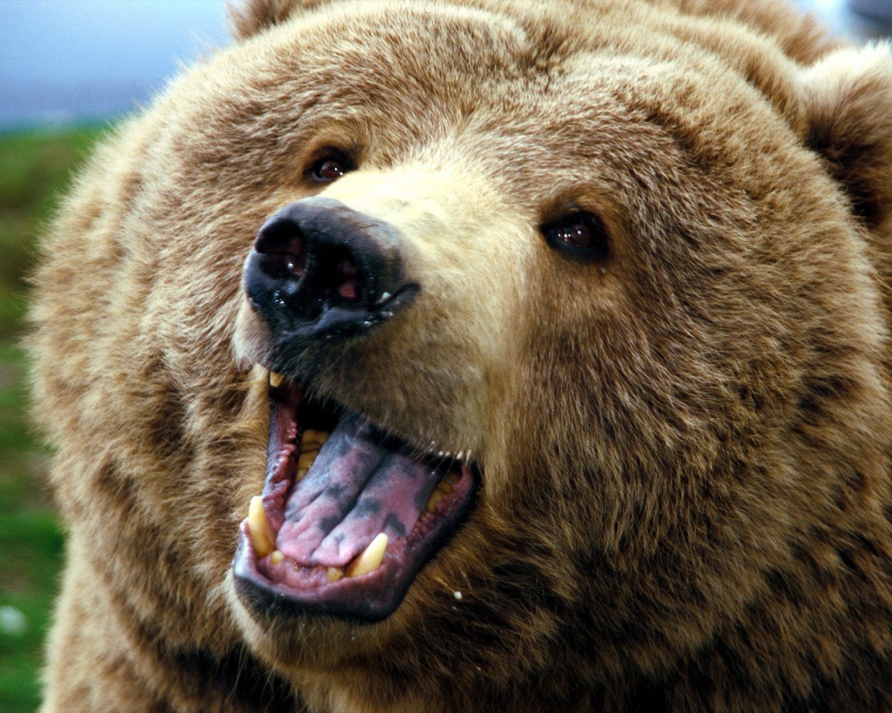 Большой медведь