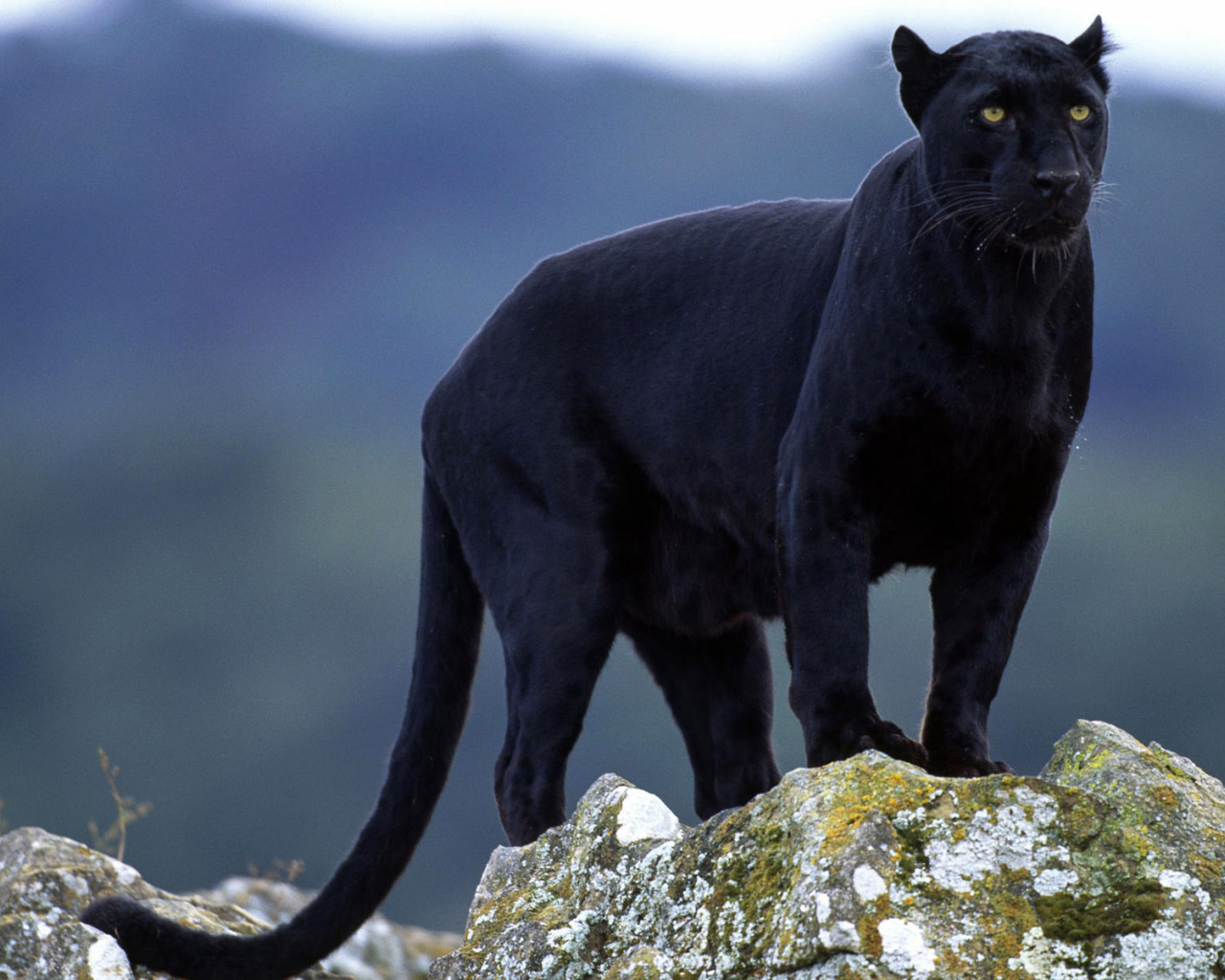 Черная пантера