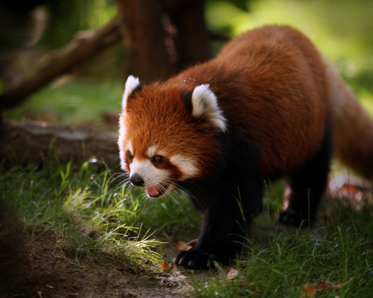 Пушистый зверь