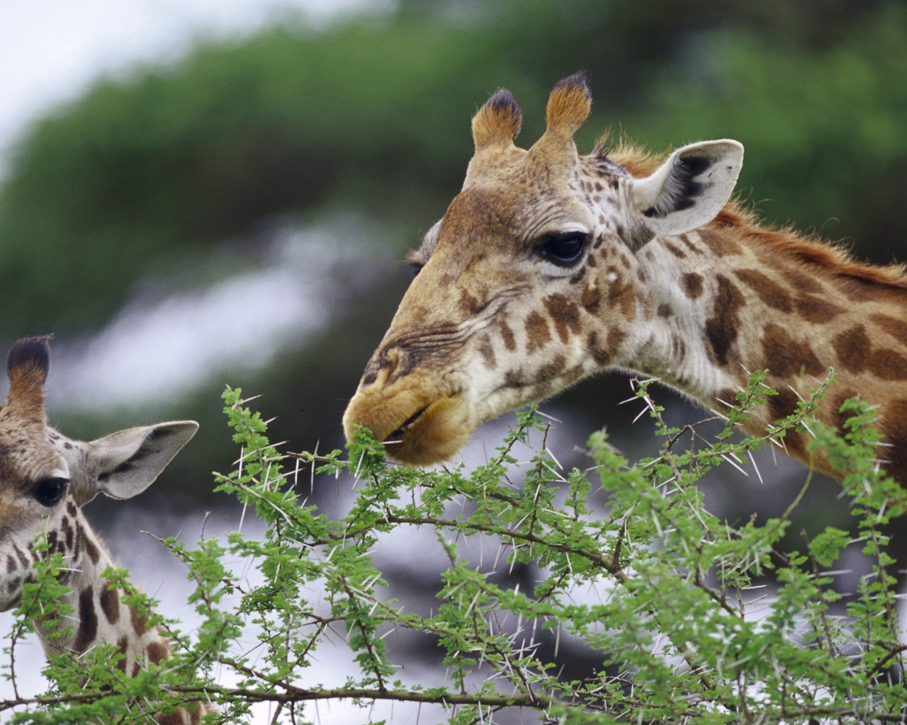 Смешные жирафы