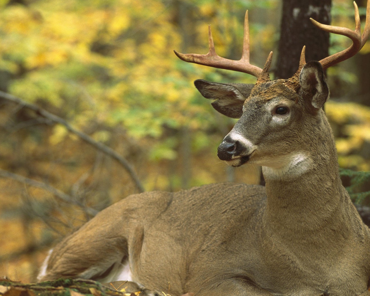 Сезон охоты