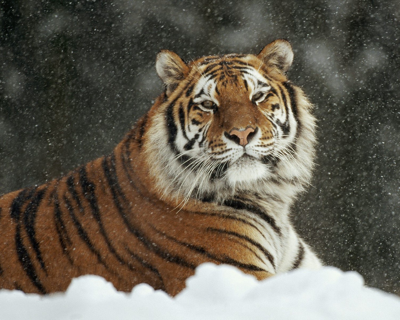 Важный тигр