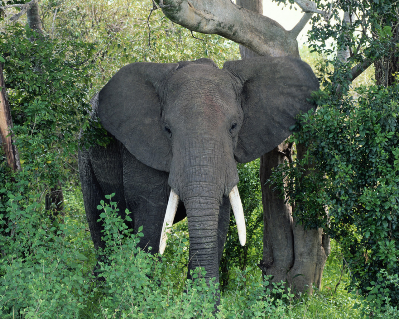 Большой Африканский слон