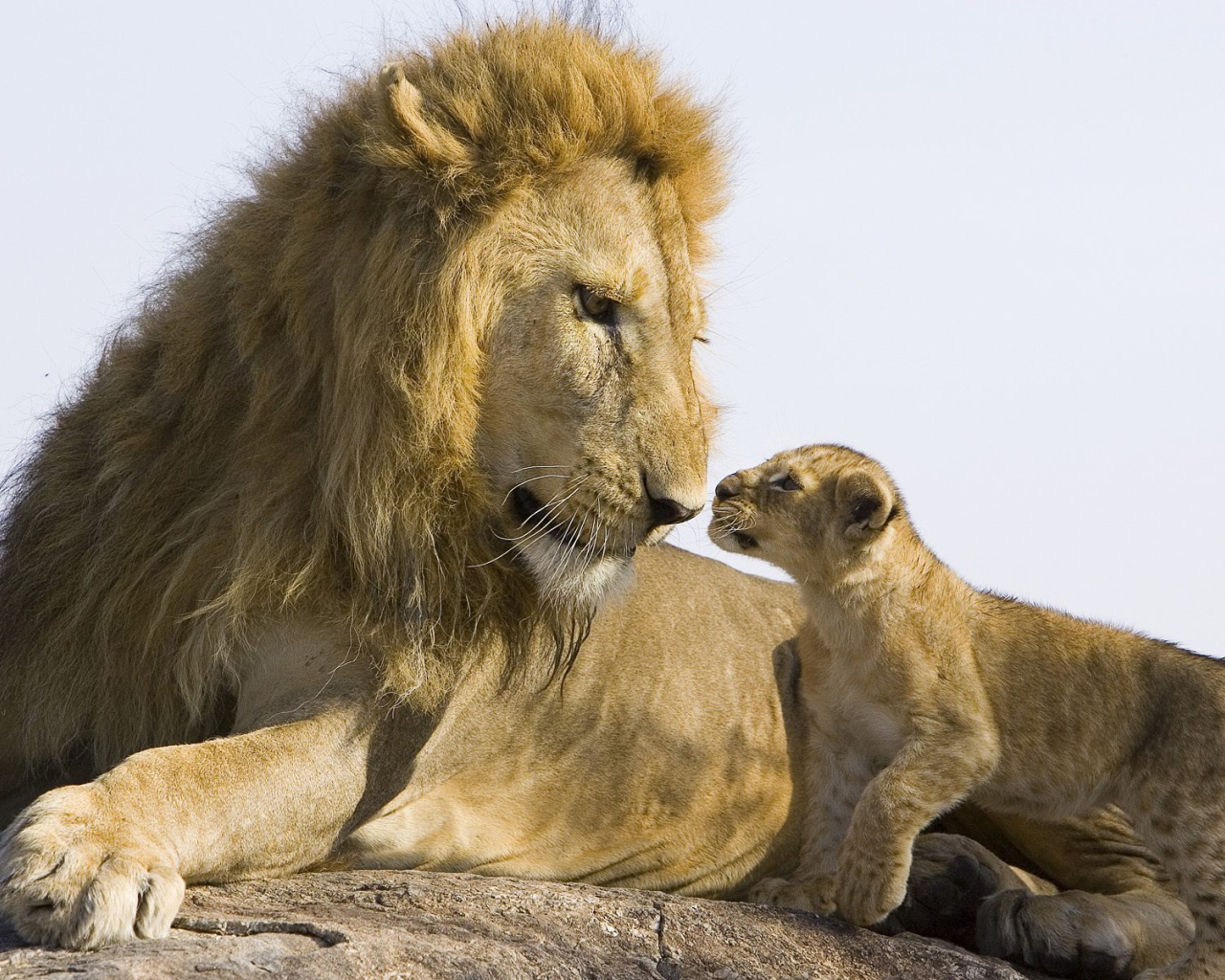Лев и детеныш