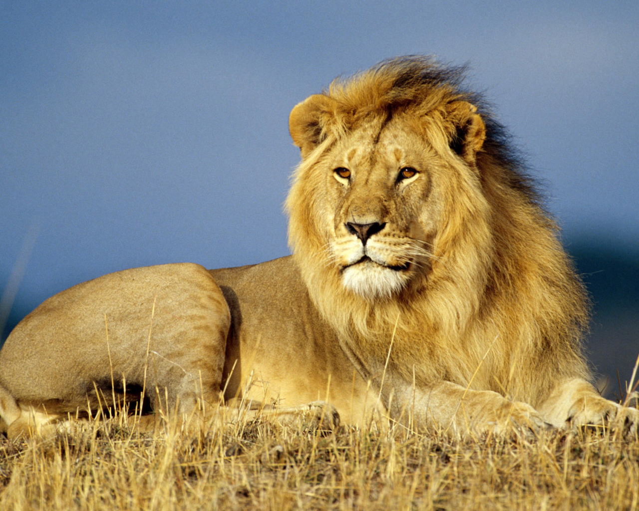 Лев Царь зверей