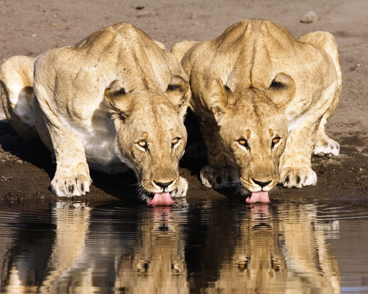 Львицы на водопое