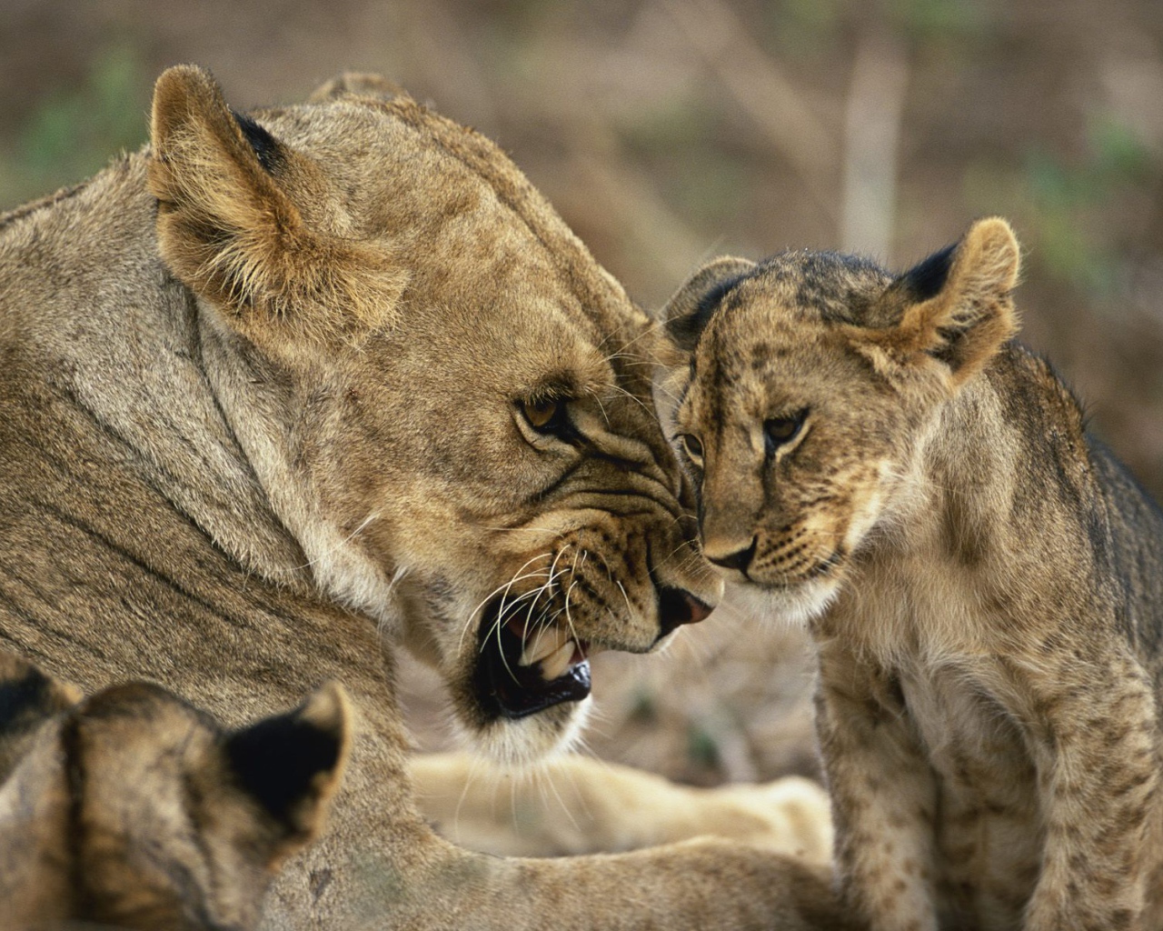 Львица с детенышами
