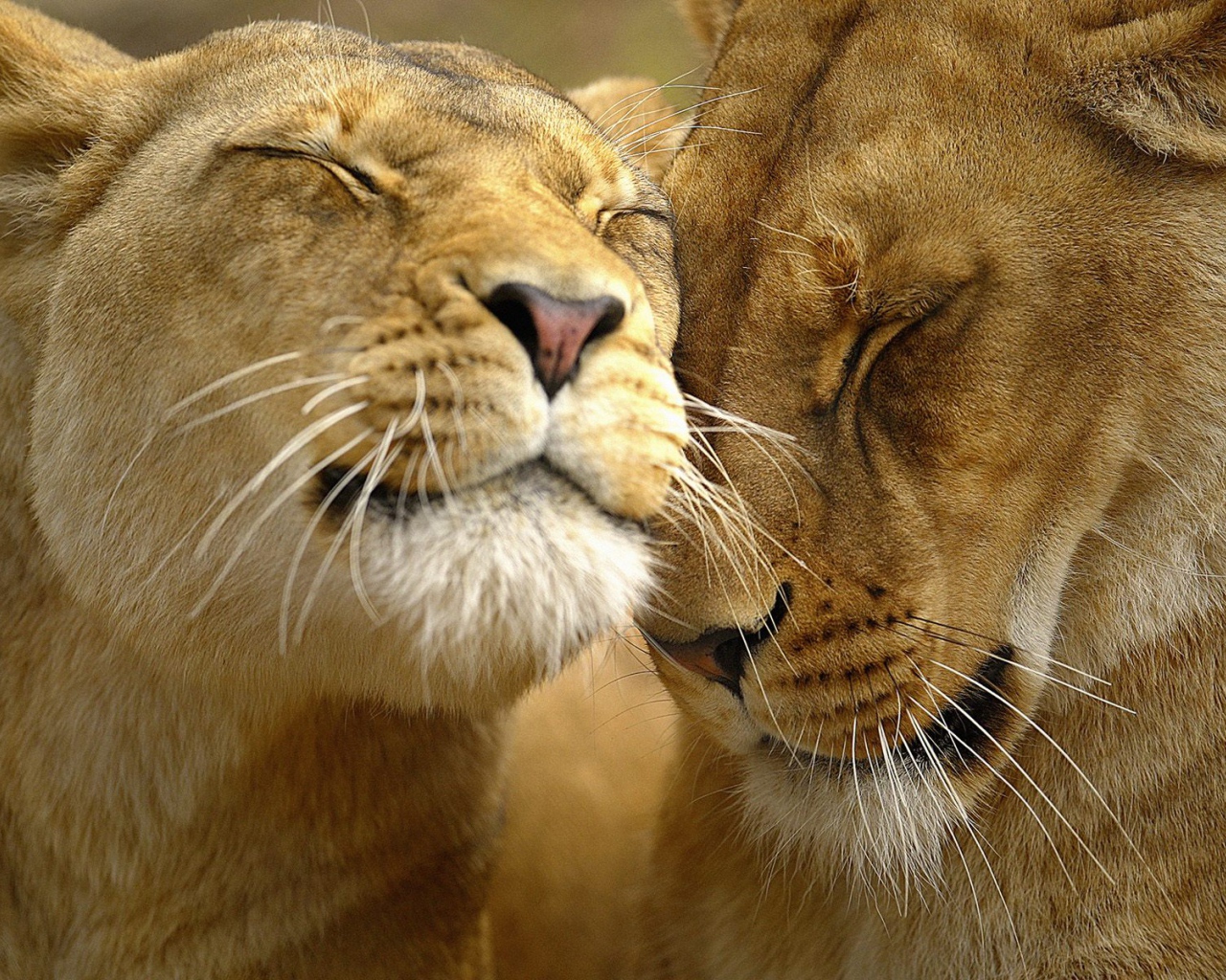 Большие кошки