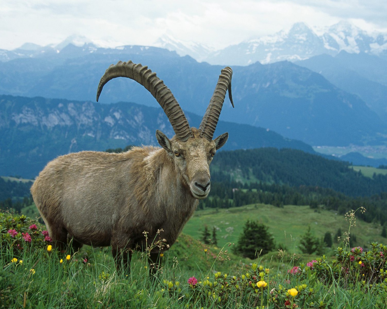 Горный козел