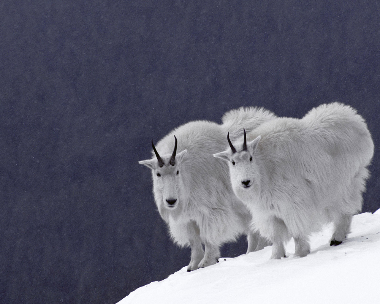 Горные козлы