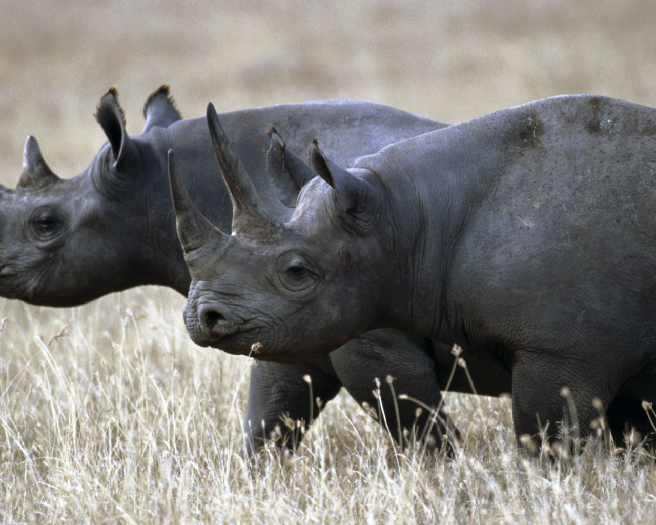 Носороги