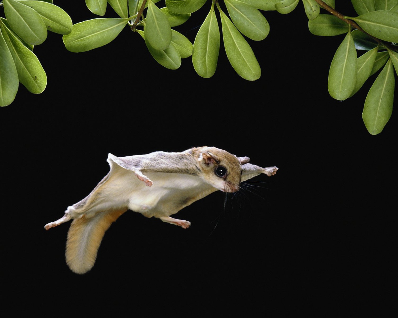 Белка-летяга