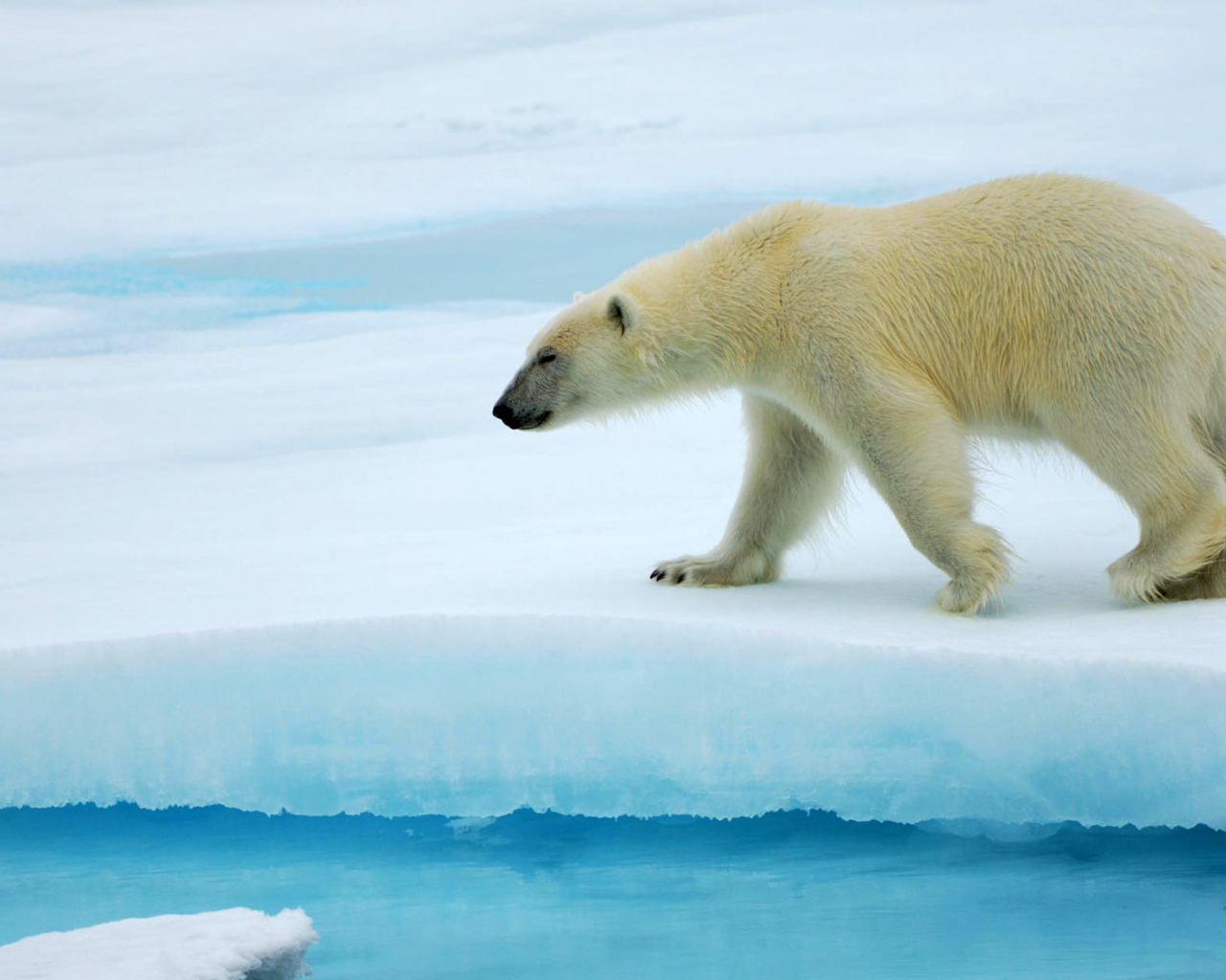 Красивый Белый медведь