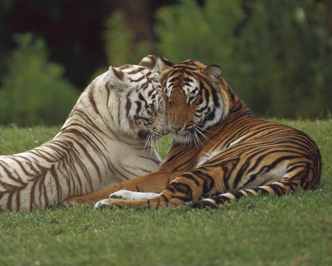 Тигр и тигрица