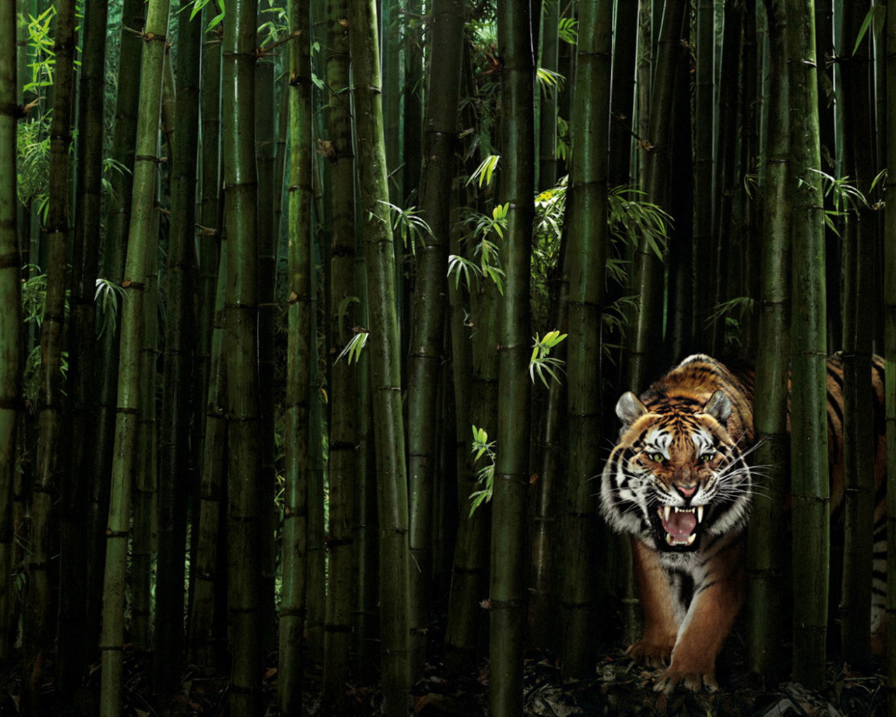 Тигр в бамбуковом лесу