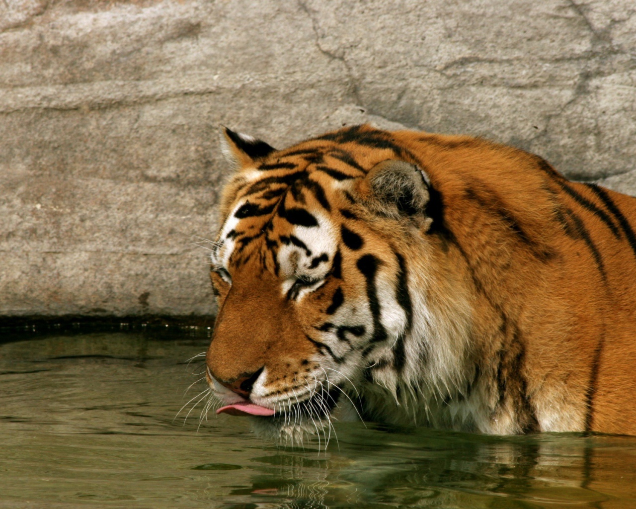 Тигр в воде