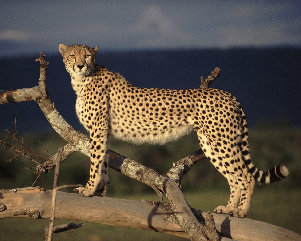 Пятнистый гепард