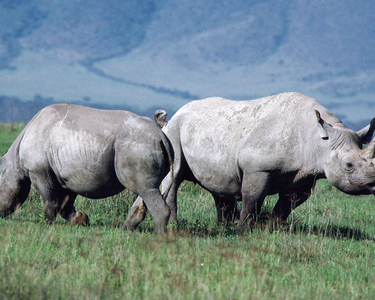 Парочка носорогов