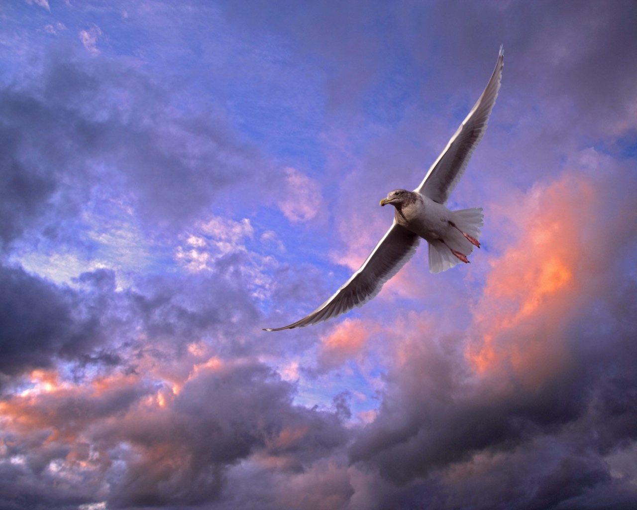 Птица в небе