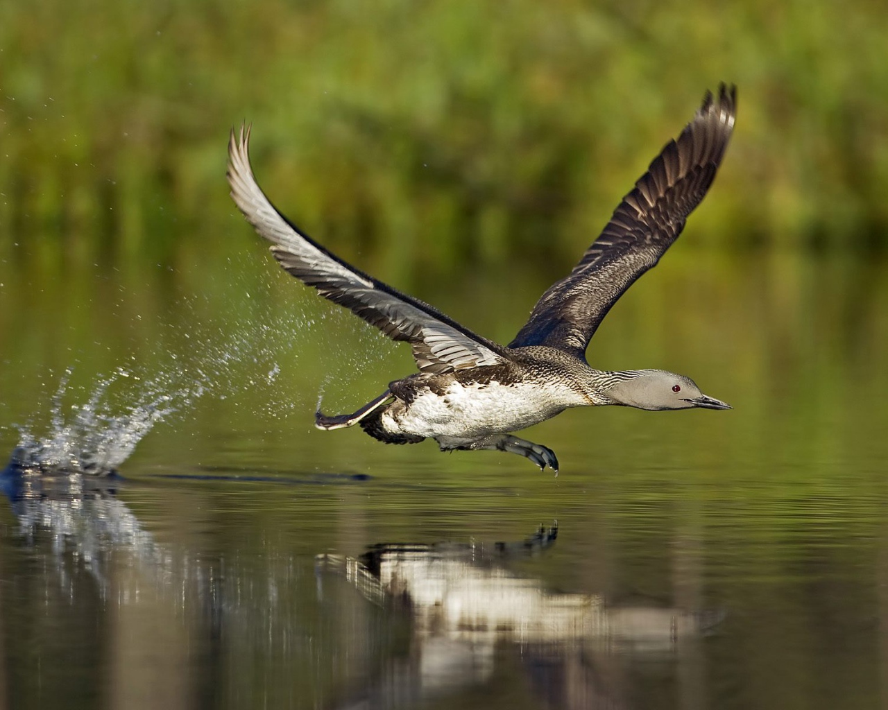 Птица бегущая по воде