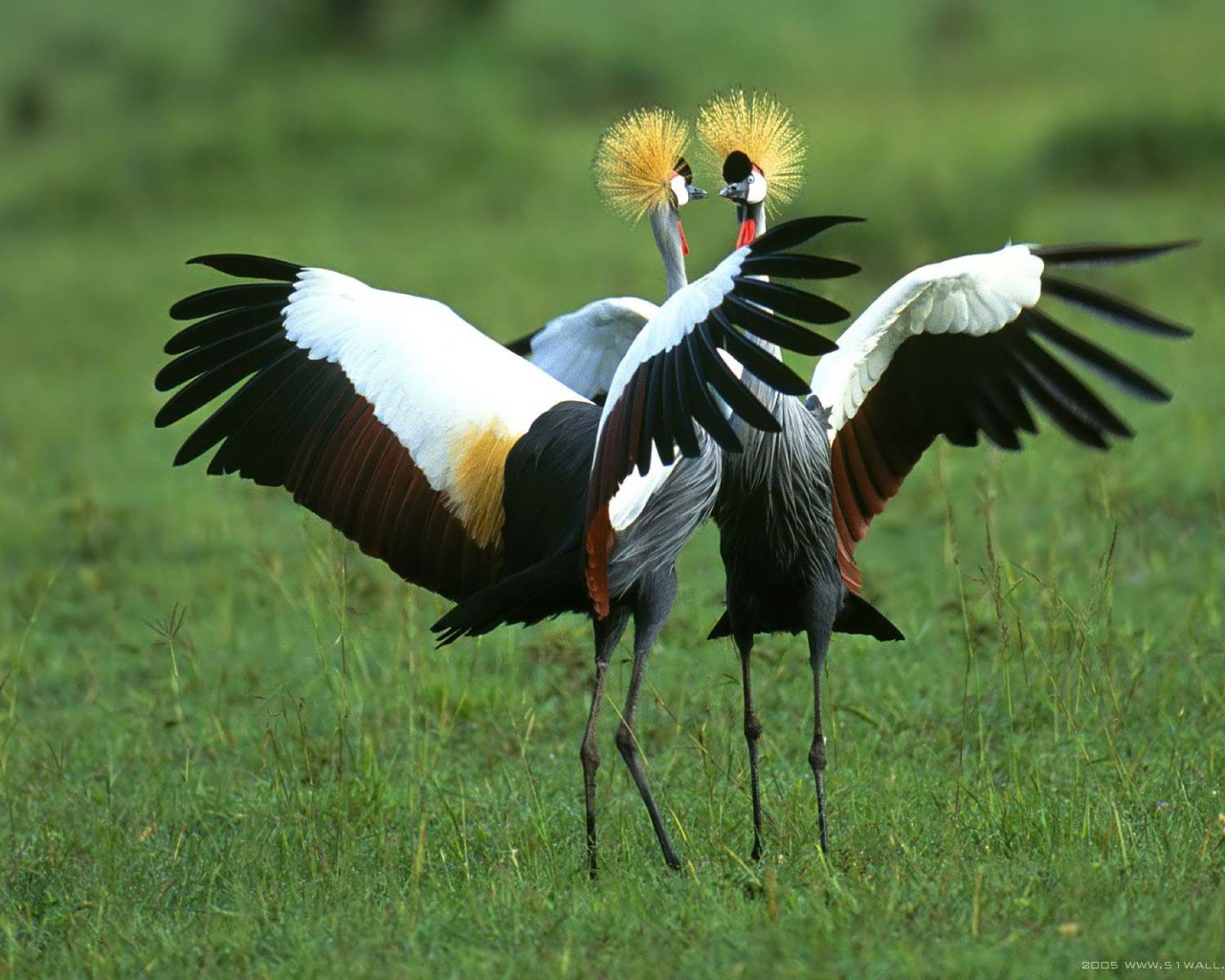 Птичья драка