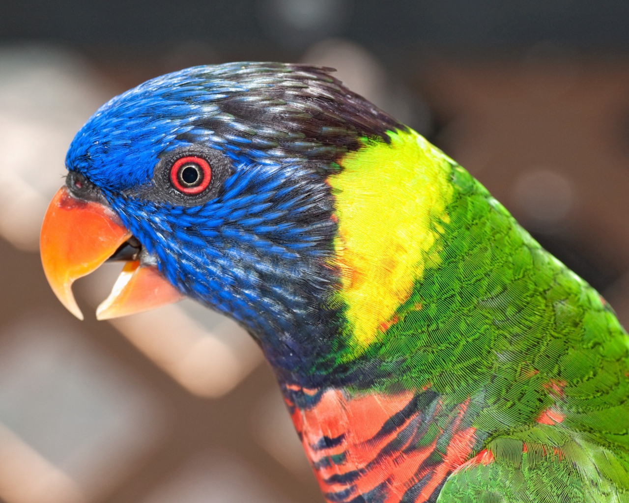 Красочный попугай