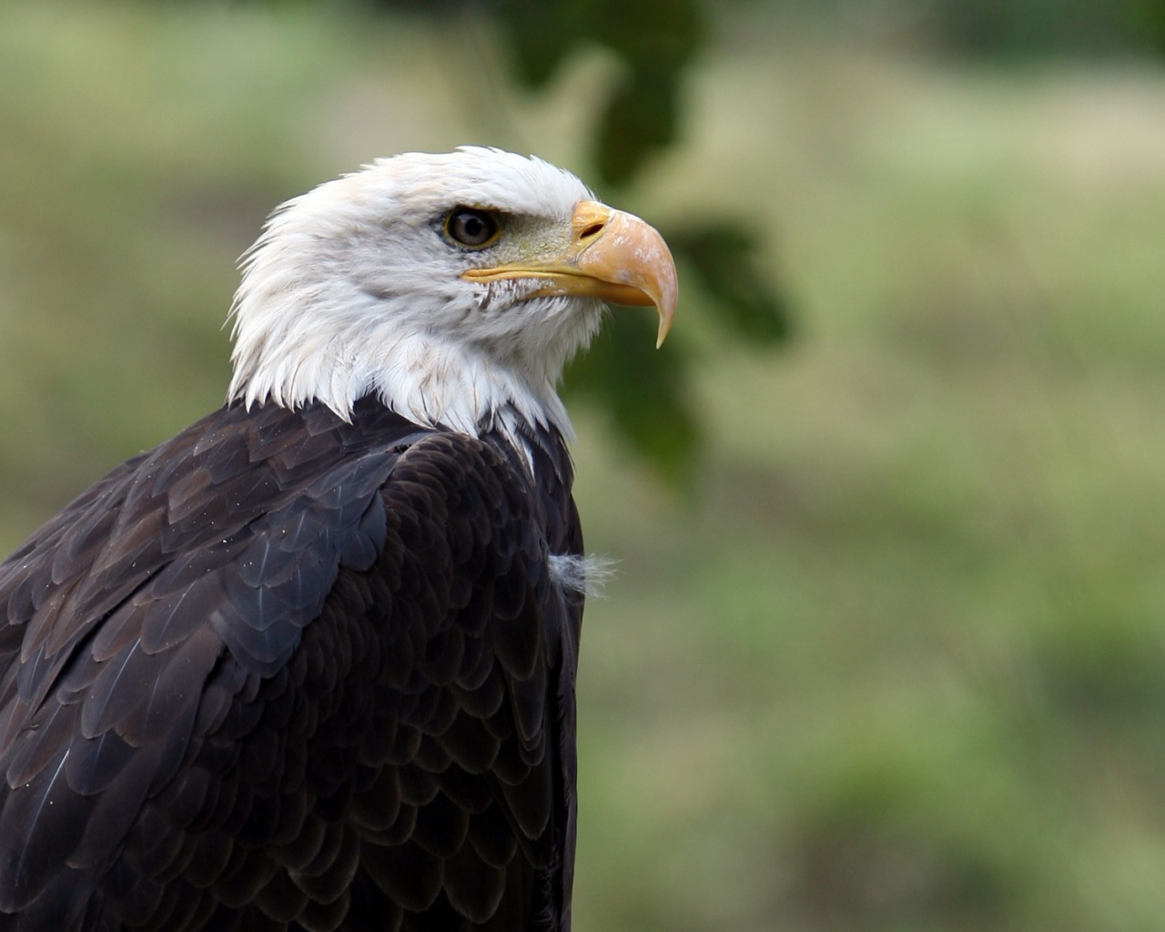 Орел птица гордая