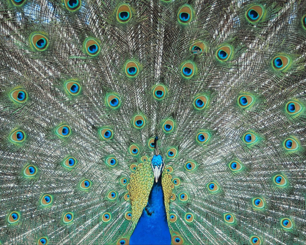 Перья павлина