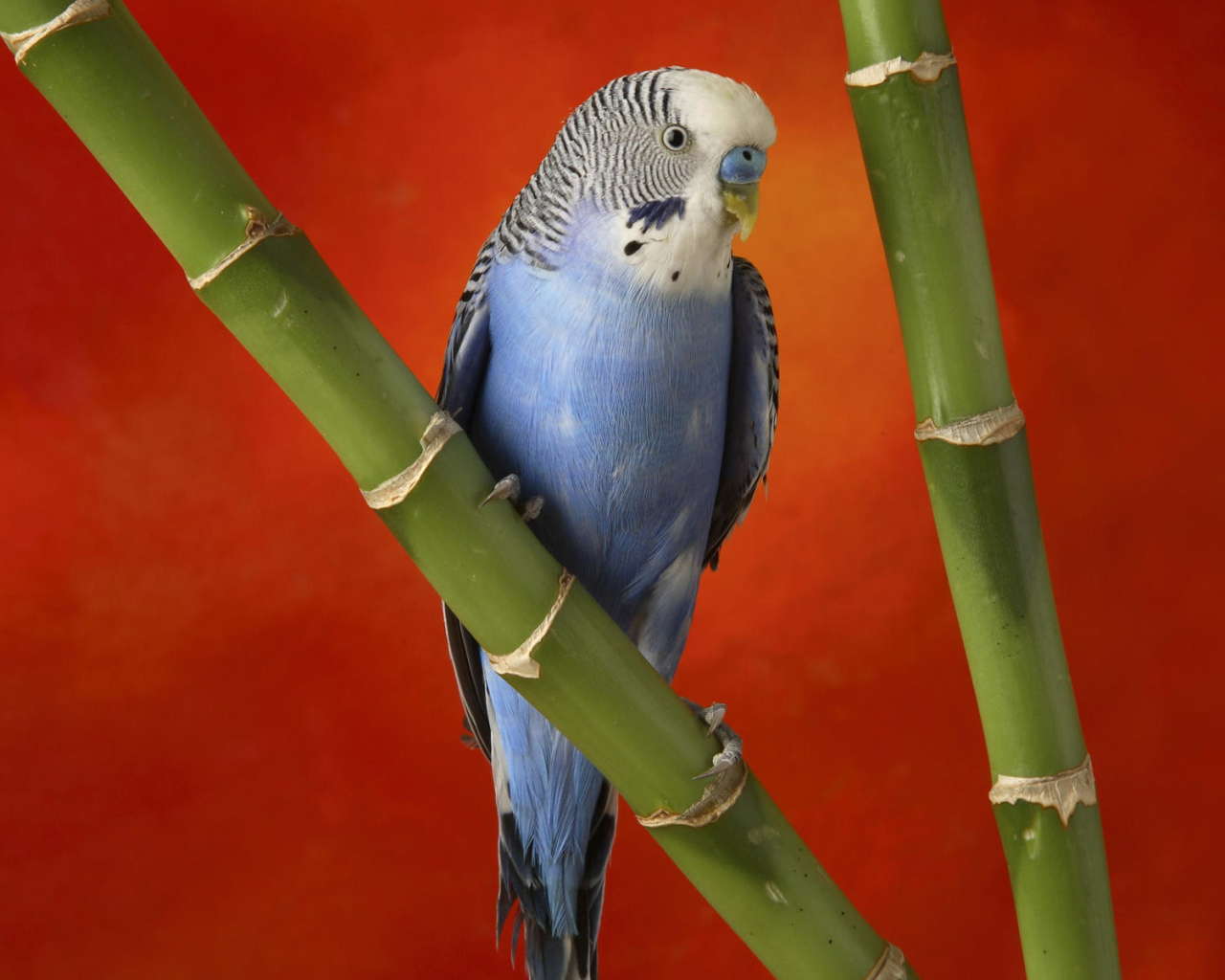 Красивый голубой попугай