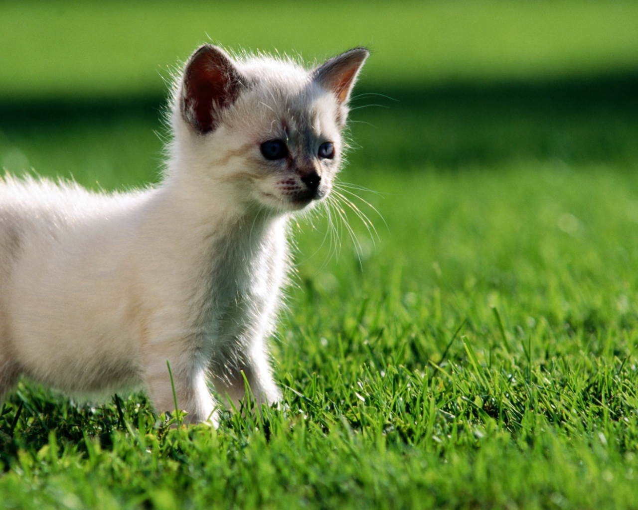 Маленький котенок