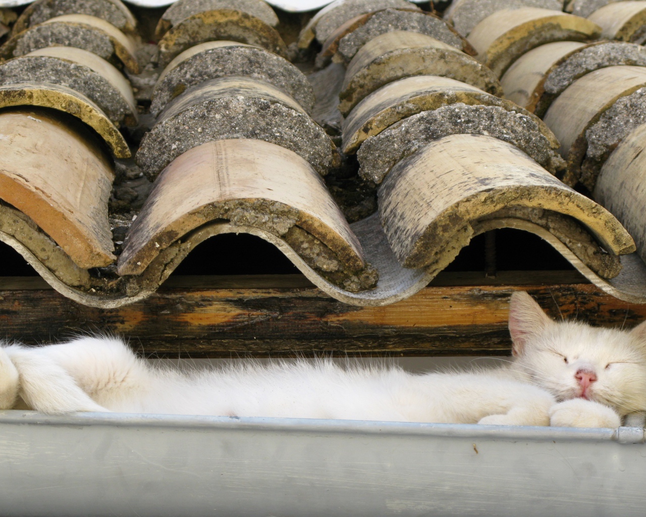 Кот на крыше