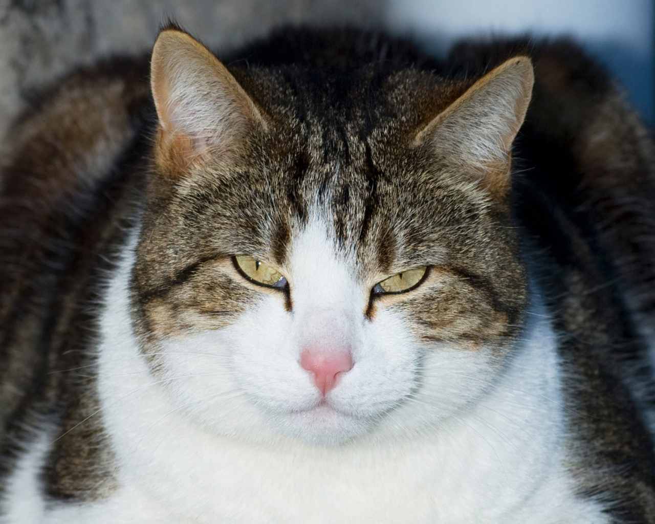 Кошачий гипноз