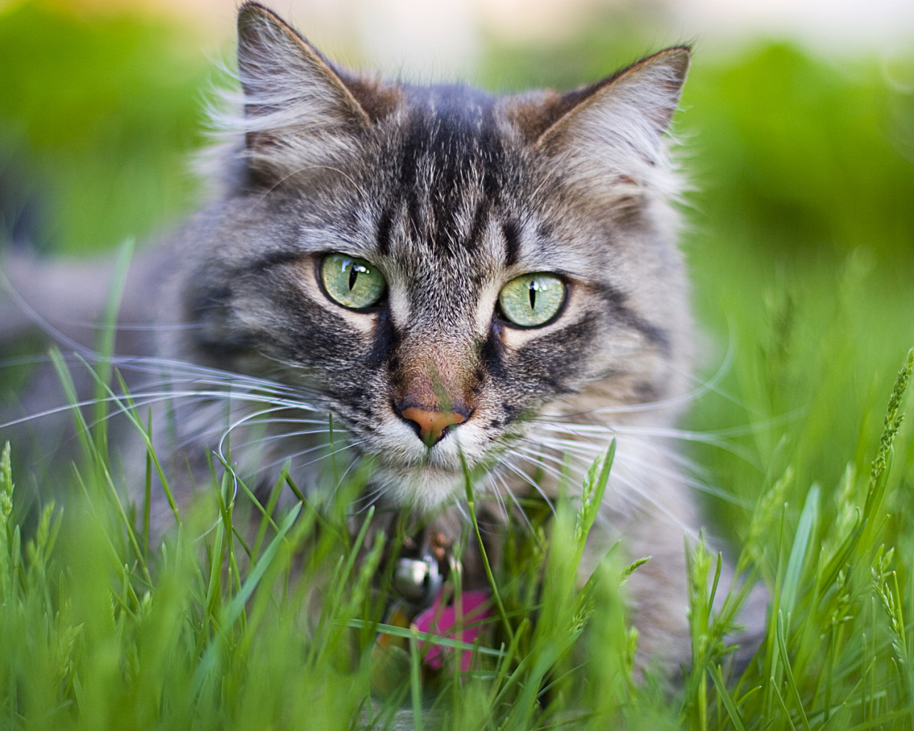 Кошачий тигр