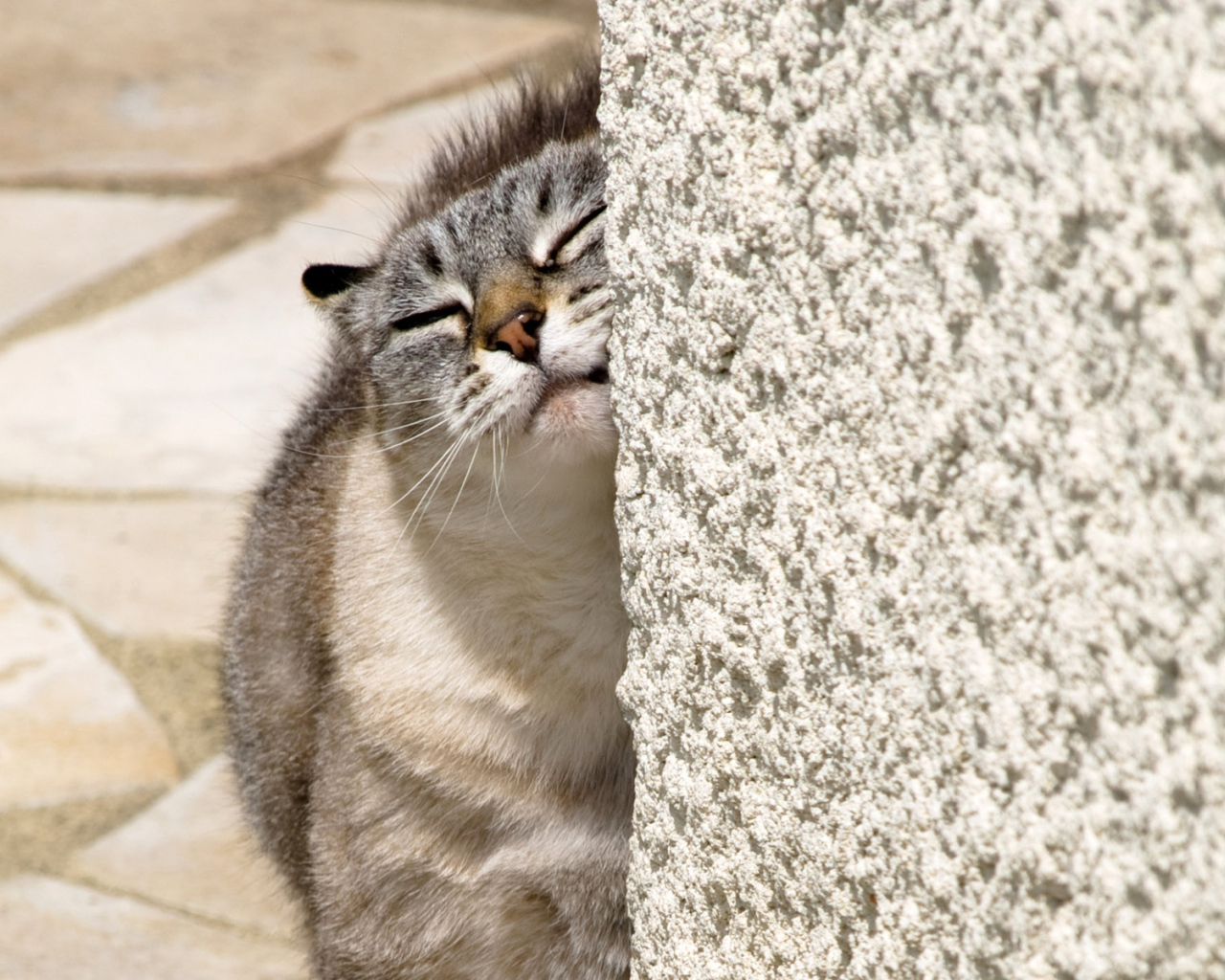 Нежный котик