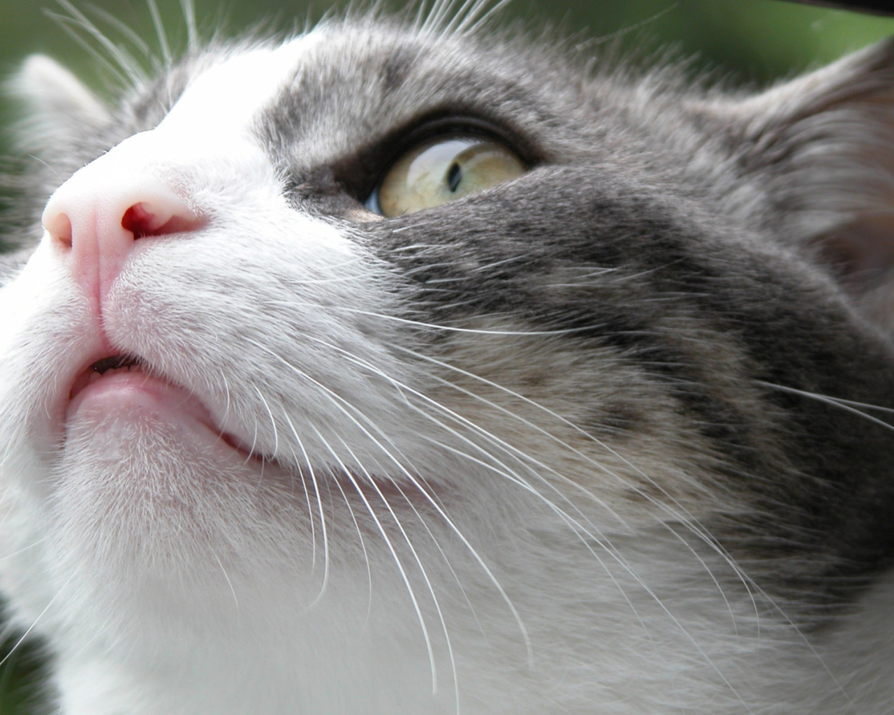 Злой Борис кот