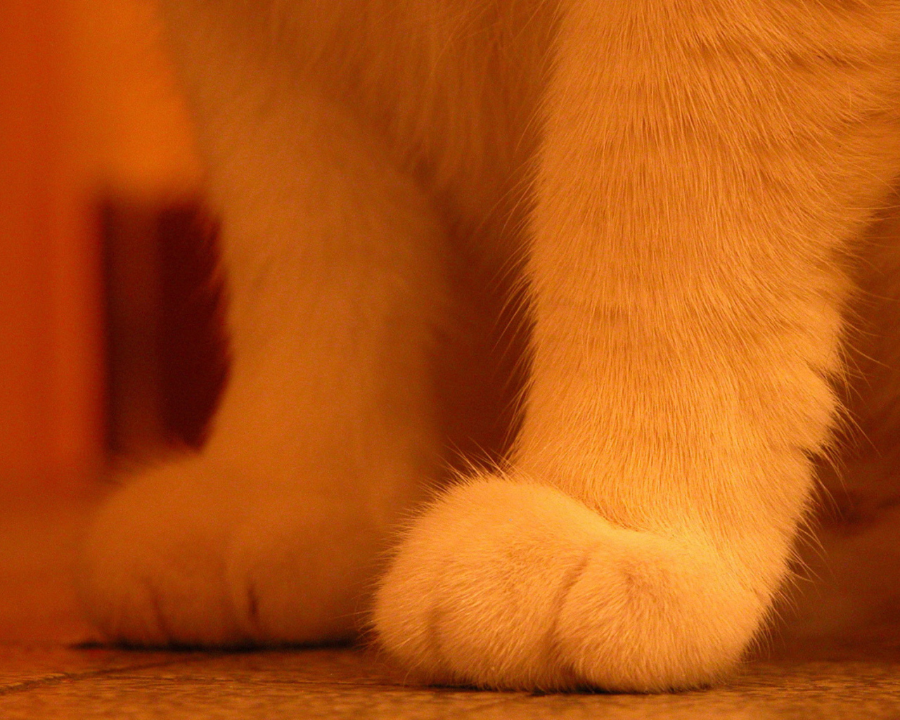 Пушистые лапки