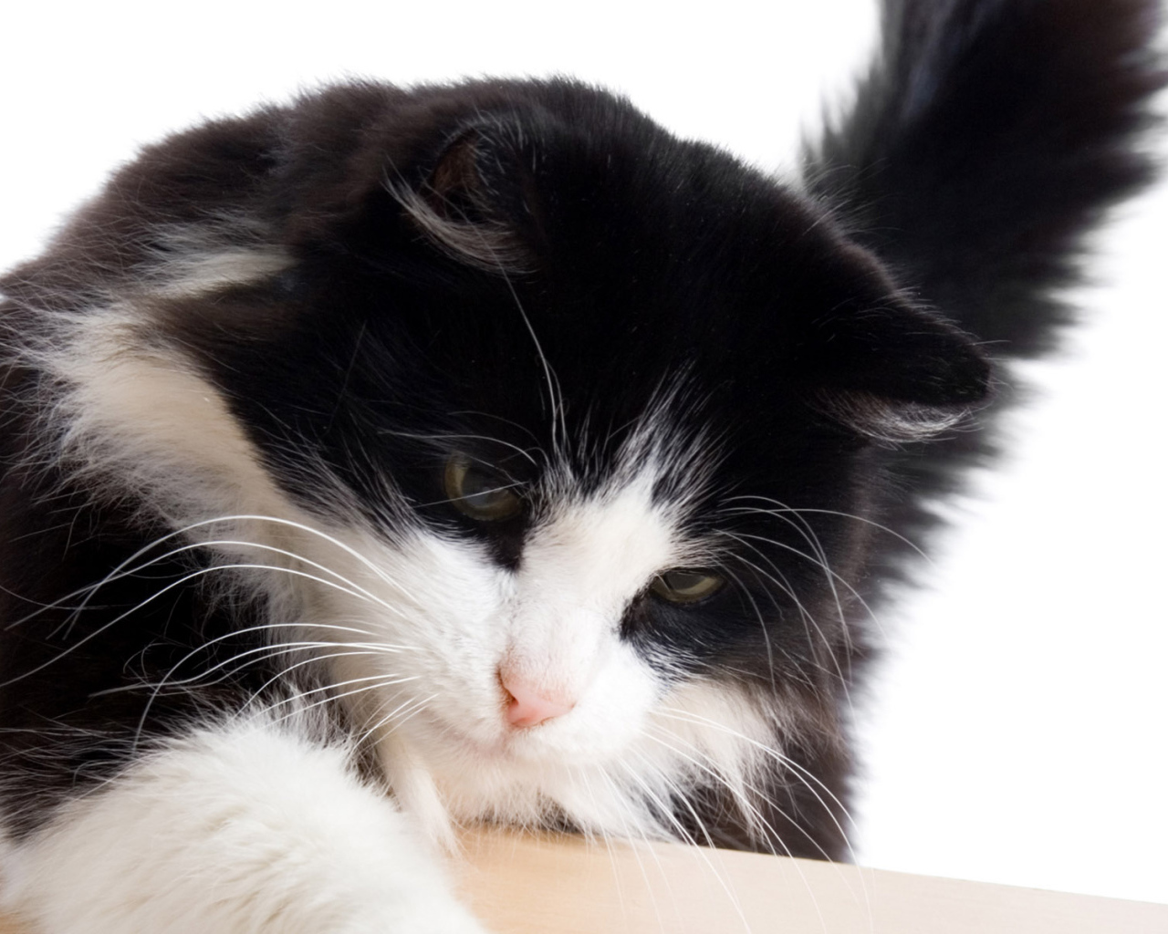 Пушистый кот