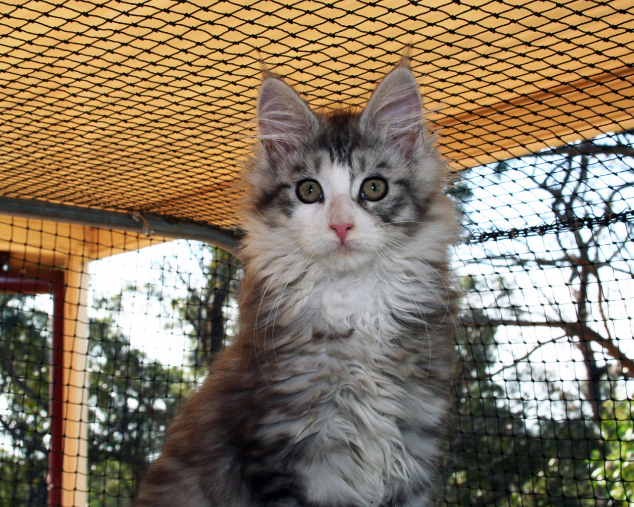 Удивленная морда