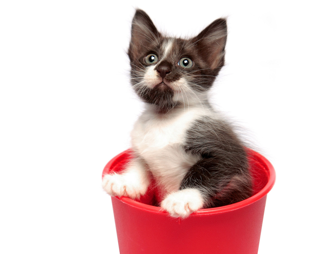 Котенок в горшке