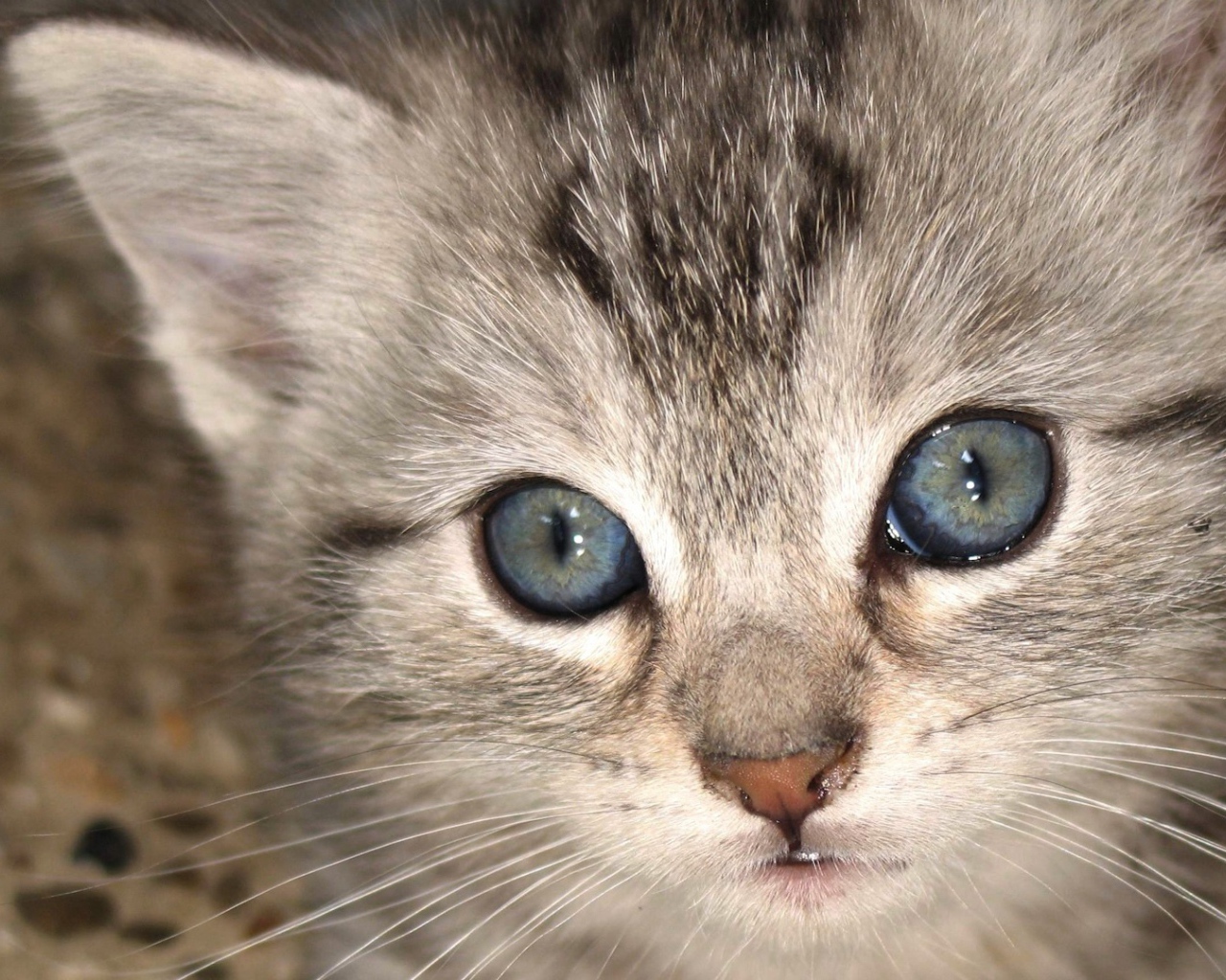 Котенок с голубыми глазами