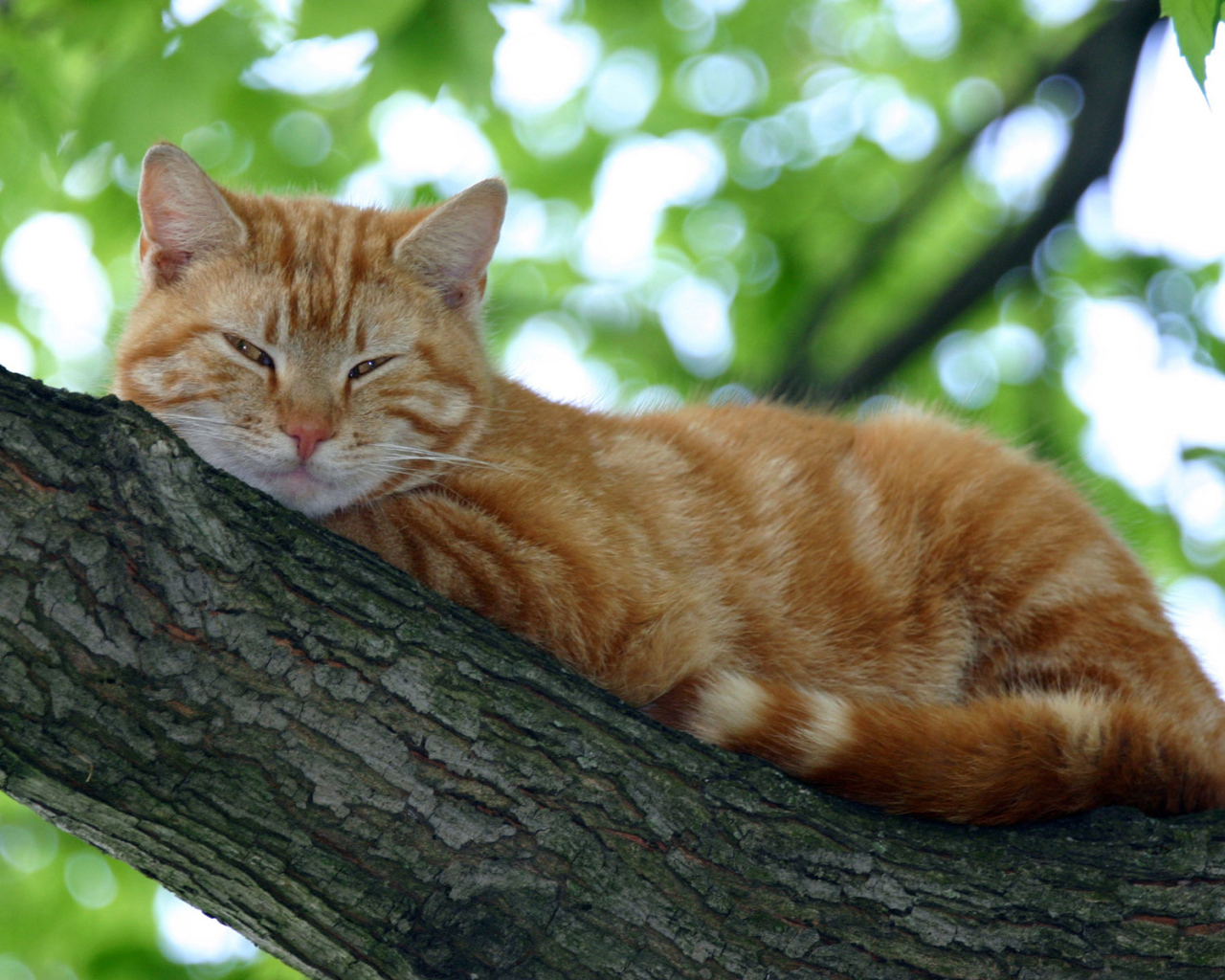 Мурка на дереве