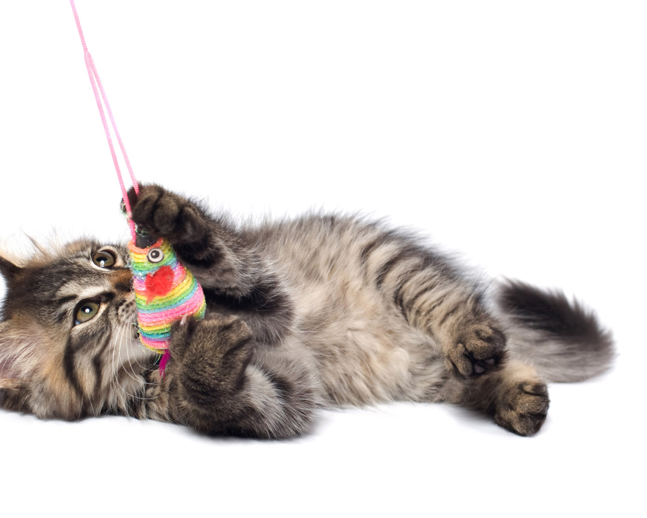 Игривый котенок