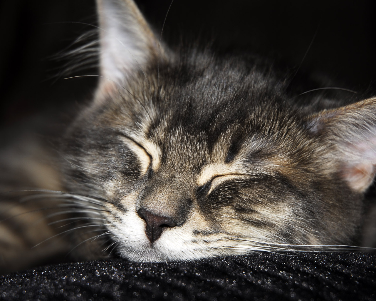 Спящий мохнатый друг